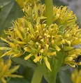 Produktbild: Gelber Enzian - Gentiana lutea - lebende Gartenpflanze aus den Baumschulen