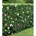 Produktbild: BALDUR Garten 10x Winterharte Hibiskus-Hecke, Pflanzen wurzelballiert, Blüten essbar, bienenfreundlich, Garteneibisch Roseneibisch, Hibiscus Syria...