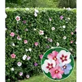 Produktbild: BALDUR Garten Hecken Hibiskus-Hecke, 10 St., Roseneibisch, blickdicht, winterhart, mehrjährig, pflegeleicht bunt