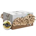 Produktbild: Hawlik Pilzbrut - Austernpilzkultur Zuchtset - Pilzkultur zum selber züchten - bis zu 1.5 kg frische Austernpilze ernten (mittel) - Pilze züchten Set