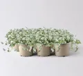 Produktbild: Silberregen, silbergrau, Topf-Ø 12 cm, 6 Pflanzen
