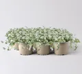 Produktbild: Silberregen, silbergrau, Topf-Ø 12 cm, 6 Pflanzen