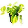 Produktbild: Exotenherz Philodendron Scandens Brasil Kletternder Baumfreund Zweifarbig 12cm Topf