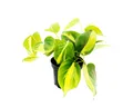 Produktbild: Exotenherz Zimmerpflanze Philodendron scandens Brasil Baumfreund zweifarbig 12cm Topf
