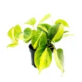 Produktbild: Philodendron scandens Brasil - Kletternder Baumfreund - zweifarbig - 12cm Topf