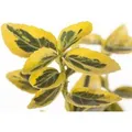 Produktbild: Euonymus Fortunei Emeraldn Gold Spindelstrauch Ca. 9x9 cm Topf