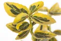 Produktbild: Pflanzen für Dich Bodendecker Euonymus fortunei Emerald'n Gold, 1 St., Kriechspindel, Spindelstrauch, gelbgrün, winterhart