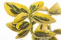 Produktbild: Euonymus fortunei 'Emerald'n Gold', Spindelstrauch, ca. 9x9 cm Topf