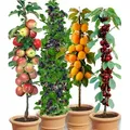 Produktbild: BALDUR Garten 4er Säulen-Obst-Raritäten-Kollektion Apfel, Brombeere, Kirsche + Aprikose, 4 Pflanzen, Obstbäume, winterhart, platzsparende Säule...