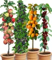 Produktbild: BALDUR Garten Obstpflanze Säulen-Obst-Raritäten-Kollektion, 4 St., Lecker, winterhart, mehrjährig, pflegeleicht