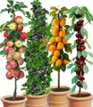 Produktbild: Säulen-Obst-Raritäten-Kollektion Apfel Brombeere Kirsche Aprikose 4 Pflanze
