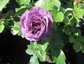 Produktbild: Rosa Minerva ® - Beetrose Minerva ® - Floribunda Rose - Vissers Rose