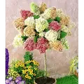 Produktbild: BALDUR Garten 1x Hortensien-Stämmchen 'Grandiflora', Hydragena paniculata grandiflora, Zierstämmchen winterhart, Gartenhortensie, pflegeleicht, b...