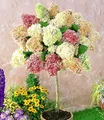 Produktbild: BALDUR Garten 1x Hortensien-Stämmchen 'Grandiflora', Hydragena paniculata grandiflora, Zierstämmchen winterhart, Gartenhortensie, pflegeleicht, blühend