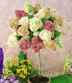 Produktbild: BALDUR Garten Zierstrauch Hortensien-Stämmchen 'Grandiflora', 1 St., Mehrfarbig, winterhart, mehrjährig, duftend