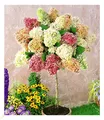 Produktbild: BALDUR Garten Hortensien-Stämmchen 'Grandiflora',1 Pflanze