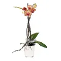 Produktbild: Orchideentopf weiss ø 12,5cm