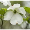 Produktbild: Japanischer Blumenhartriegel Venus 60-80cm - Cornus kousa