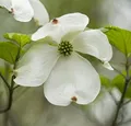 Produktbild: Japanischer Blumenhartriegel Venus® 60-80cm - Cornus kousa - lebende Gartenpflanze aus den Baumschulen