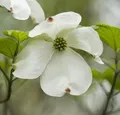 Produktbild: Japanischer Blumenhartriegel Venus® 60-80cm - Cornus kousa
