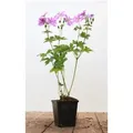 Produktbild: Geranium Gracile Sirak Storchschnabel Ca. 9x9 cm Topf