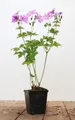 Produktbild: Geranium gracile 'Sirak', Storchschnabel, rosa, ca. 9x9 cm Topf
