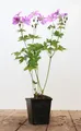 Produktbild: Geranium gracile 'Sirak' 9x9 cm Topf – Winterhart, Mehrjährig, Pflegeleicht – Storchschnabel – Staude für Beet & Rabatte