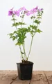 Produktbild: Pflanzen für Dich Staude Geranium gracile Sirak, 1 St., Storchschnabel