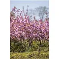 Produktbild: Prunus Serrulata Kanzan Japanische Blütenkirsche Rosa 60–80 cm
