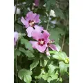 Produktbild: Hibiscus Syriacus 'woodbridge' C 7,5 80-100