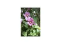 Produktbild: Hibiscus syriacus 'Woodbridge', Roseneibisch, rosa Blüten, 80–100 cm