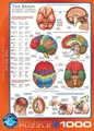 Produktbild: EUROGRAPHICS Puzzle Gehirn 1000 Teile