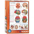 Produktbild: Puzzle - Das Gehirn - 1000 Teile