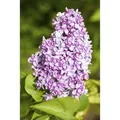 Produktbild: Syringa Vulgaris Flieder Lila 60–100 cm