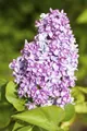 Produktbild: Syringa vulgaris 60–100 cm – Winterhart, Mehrjährig, Pflegeleicht – Flieder – Heckenpflanze für Garten & Sichtschutz