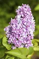 Produktbild: Pflanzen für Dich Gehölze Syringa vulgaris, 1 St., Gewöhnlicher Flieder, Gartenflieder, Mai-Flieder