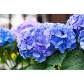 Produktbild: Hydrangea Macrophylla 'early Blue' C 5 30-40