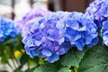Produktbild: Hydrangea macrophylla 'Early Blue' 30-40 cm – Winterhart, Mehrjährig, Pflegeleicht – Bauernhortensie – Zierstrauch für Garten & Kübel