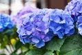 Produktbild: Pflanzen für Dich Gehölze Hydrangea macrophylla Early Blue, 1 St., Bauernhortensie, Gartenhortensie