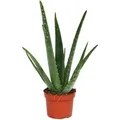 Produktbild: Exotenherz Aloe Vera ca. 3 Jahre Alt 12cm Topf