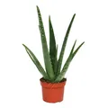 Produktbild: Aloe vera - ca. 3 Jahre alt - 12cm Topf