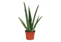 Produktbild: Exotenherz Sukkulente Aloe vera - ca. 3 Jahre alt - 12cm Topf