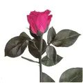 Produktbild: Kunstblume Ewige Rose konserviert mit Stiel echte haltbare Blume Rose, ROSEMARIE SCHULZ Heidelberg, Höhe 50 cm, Infinity Rose, Geschenk für Frauen, Valentinstag, Made in Germany rosa Ø 5 cm x 50 cm x 50 cm