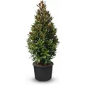 Produktbild: Sunny-Tree Magnolia Grandiflora Alta 240 cm Magnolienbaum mit Weiße Blumen Gartenpflanze  Winterhart