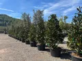 Produktbild: Sunny Tree - Magnolia Grandiflora ‘Gallisoniensis’ - 240 cm - Magnolienbaum - Weiße Blumen - Gartenpflanze - Schmaler Alleebaum - Winterhart