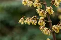 Produktbild: Chimonanthus praecox, Winterblüte, gelb, 60–80 cm