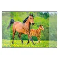 Produktbild: Schreibunterlage - Pferd - 59x39 cm
