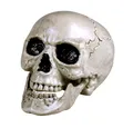 Produktbild: Boland Dekoobjekt Totenkopf Schädel 'Maxilla' beweglich - 17 x 17 x