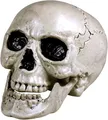 Produktbild: Gadget - Boland: Skull Maxilla With Movable Jaw H. Teschio Con Mandibola Apribil