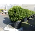 Produktbild: PREMIUM Ilex crenata Stokes Kugel rund Ø 40 - 45 cm Buchsbaum Ersatz winterhart + robust